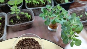 Черенкование дерево любви "АИХРИЗОН"