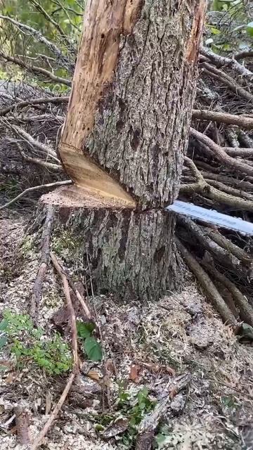 Как правильно валить дерево 🌲😉✌️😂😂😂 смотреть онлайн
