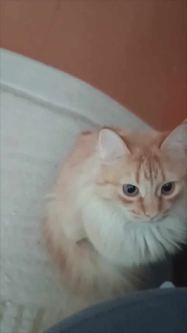 Сами играйте со своей мышью 🐀🤭