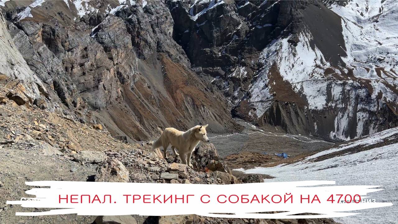 Непал. Трекинг с собакой на 4700