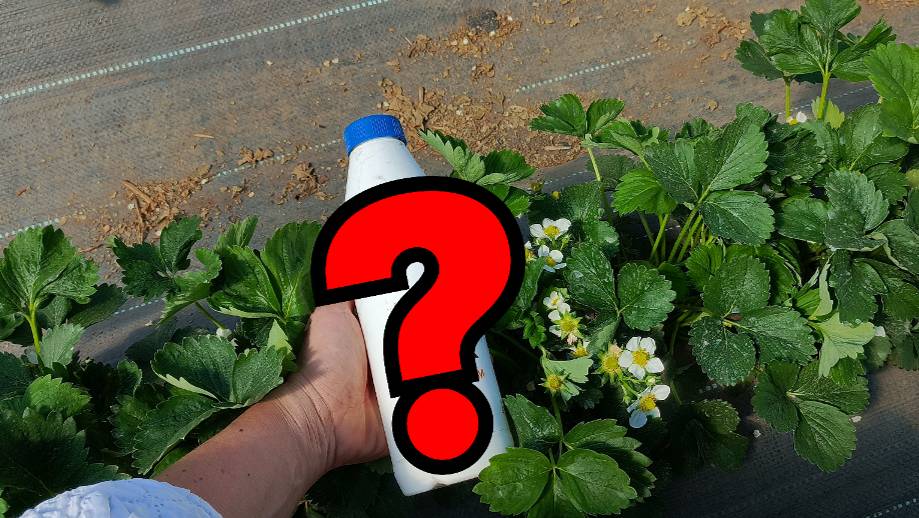 Заморозки -2°C уже завтра! Экстренная защита клубники от заморозков. Икар Калисто Si. Работает ли? смотреть онлайн