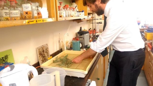 Potometer - GCSE BIology Practical смотреть онлайн