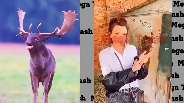 Аленячьи высказывания и поступки смотреть онлайн