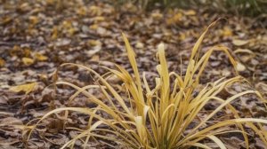 Гименокаллис - Уход за комнатными цветами