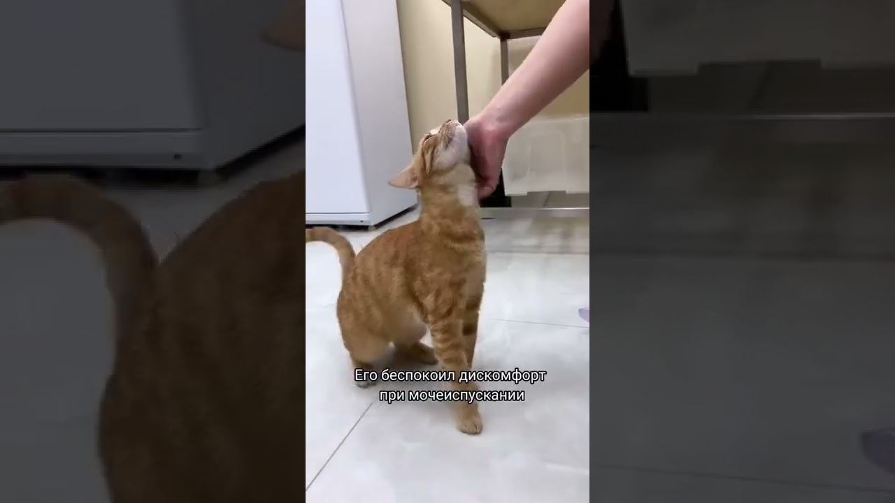 Просто мило=). Ветклиника "Косточка" смотреть онлайн