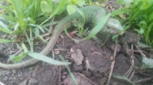 Дракон или Ящерица зелёная