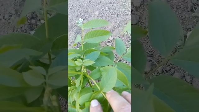 Горіх Идеал після -3. смотреть онлайн