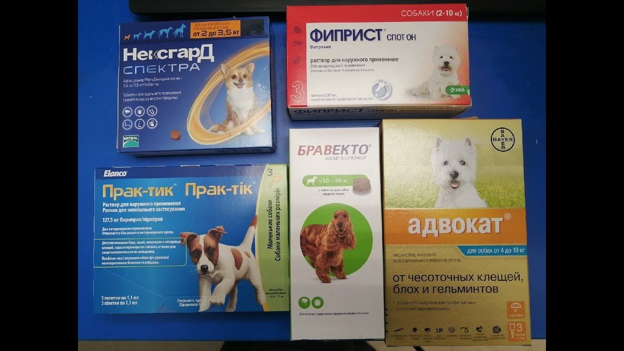 Обзор препаратов от блох для собак смотреть онлайн