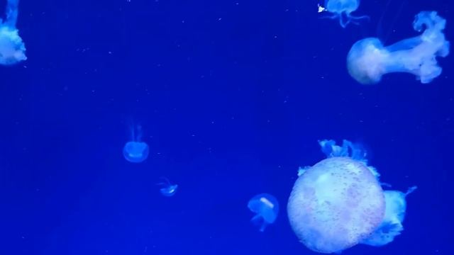 relaxing underwater medusa dancing and calming смотреть онлайн