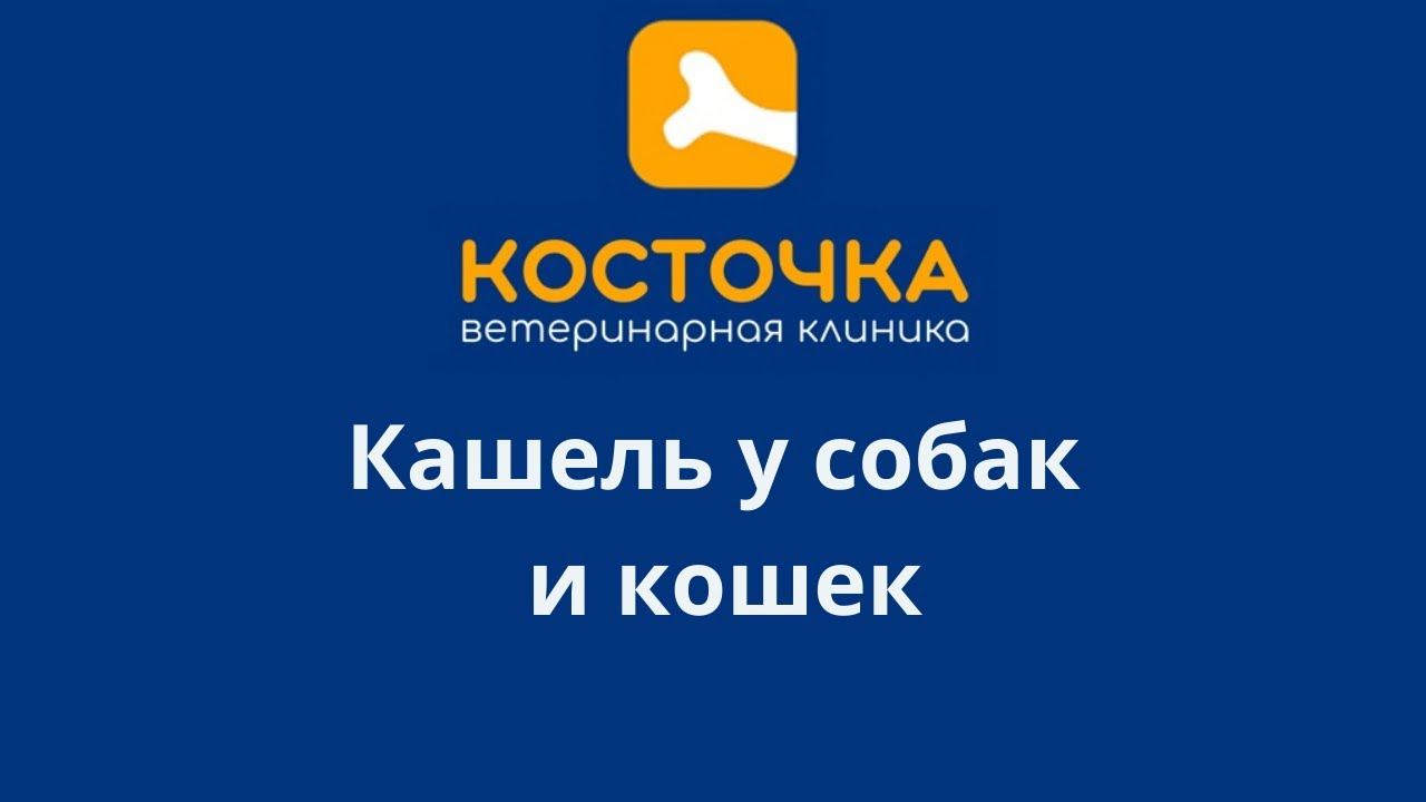 Кашель у собак и кошек смотреть онлайн