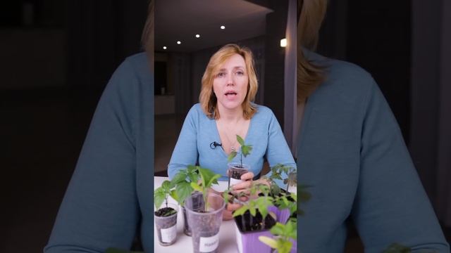 Чем подкормить рассаду? Присмотритесь – подскажет сама! Определяем нехватку элементов по листьям смотреть онлайн