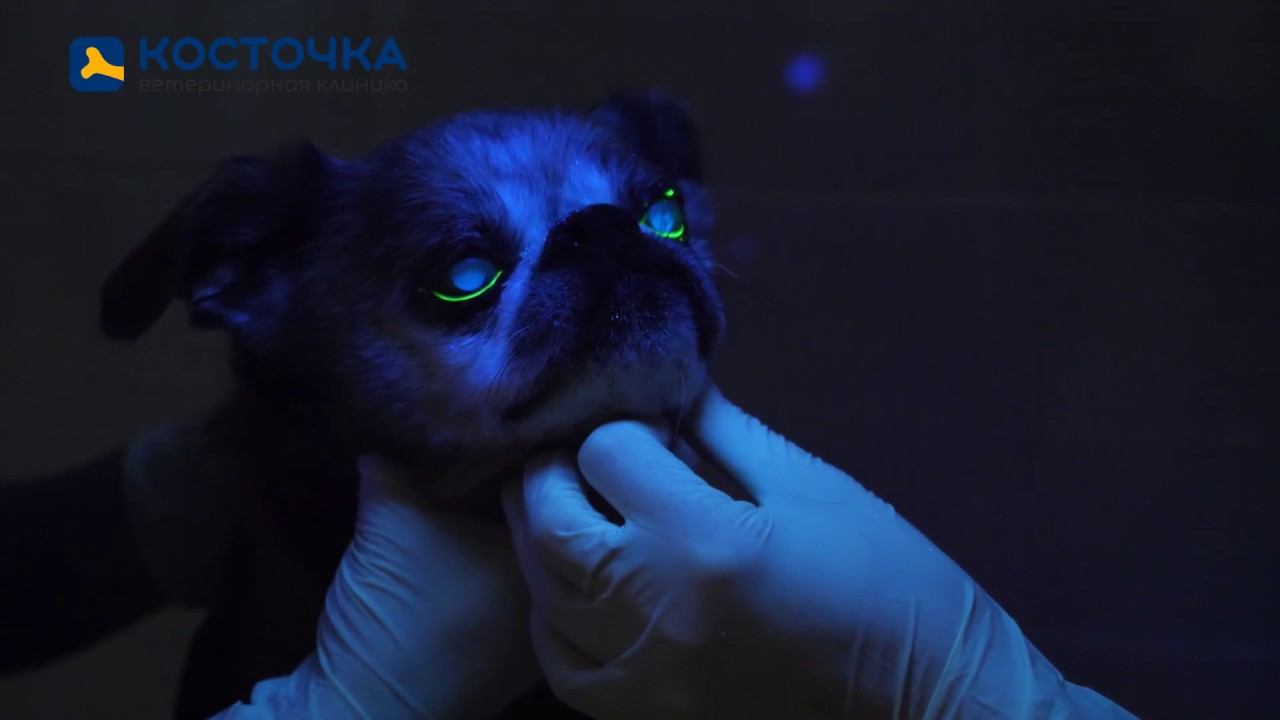 Как работает ветеринарный офтальмолог. Тест с флюоресцеином для кошек и собак. смотреть онлайн