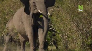 Переход с дневного вещания на ночное (Viasat Nature/History HD, 14.02.2023)