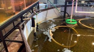 Пруд в гараже.Посадка кубышки