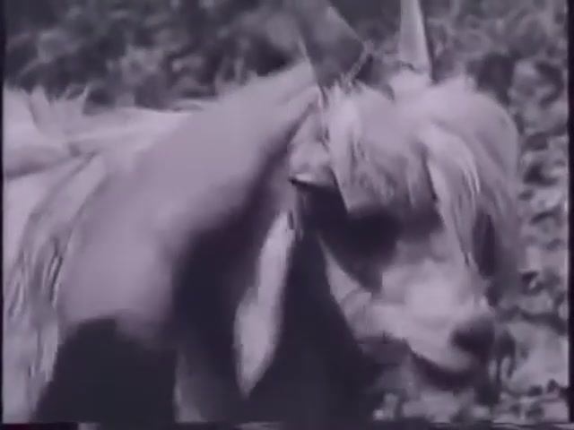 Adonis - XIV
