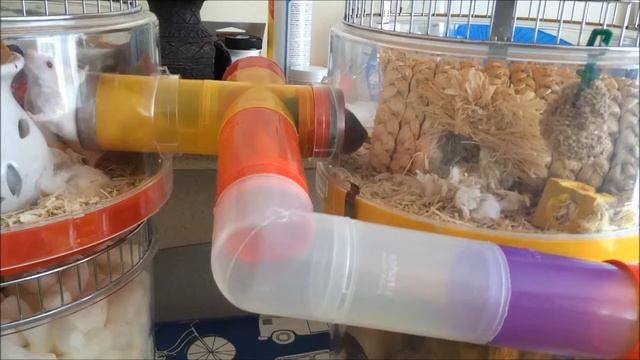 mice moving house with me смотреть онлайн