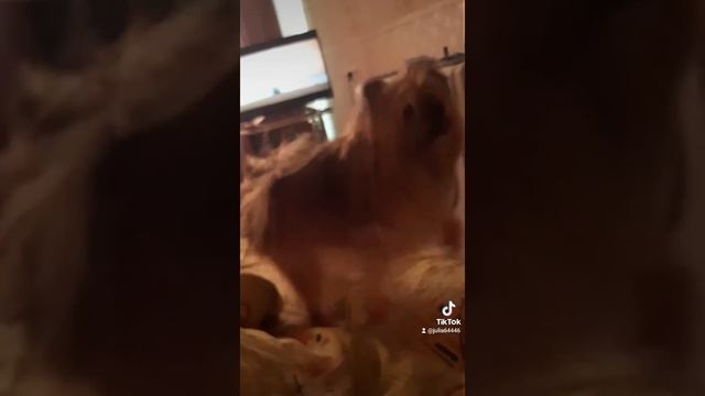 Жуля и Сима смотреть онлайн