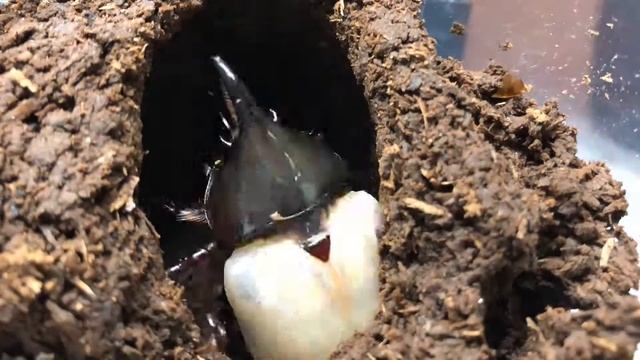 D. Tityus emerging смотреть онлайн