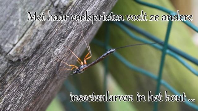 1 Minuut Natuur: Houtsluipwesp - Giant Ichneumon - La Rhysse Persuas - Die Holzwespen-Schlupfwespe