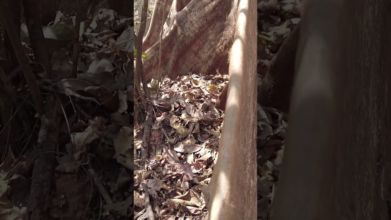 Нашли необычное дерево по пути в Хампи. #летаемсворобьями #nature #travel #vlog #блогер