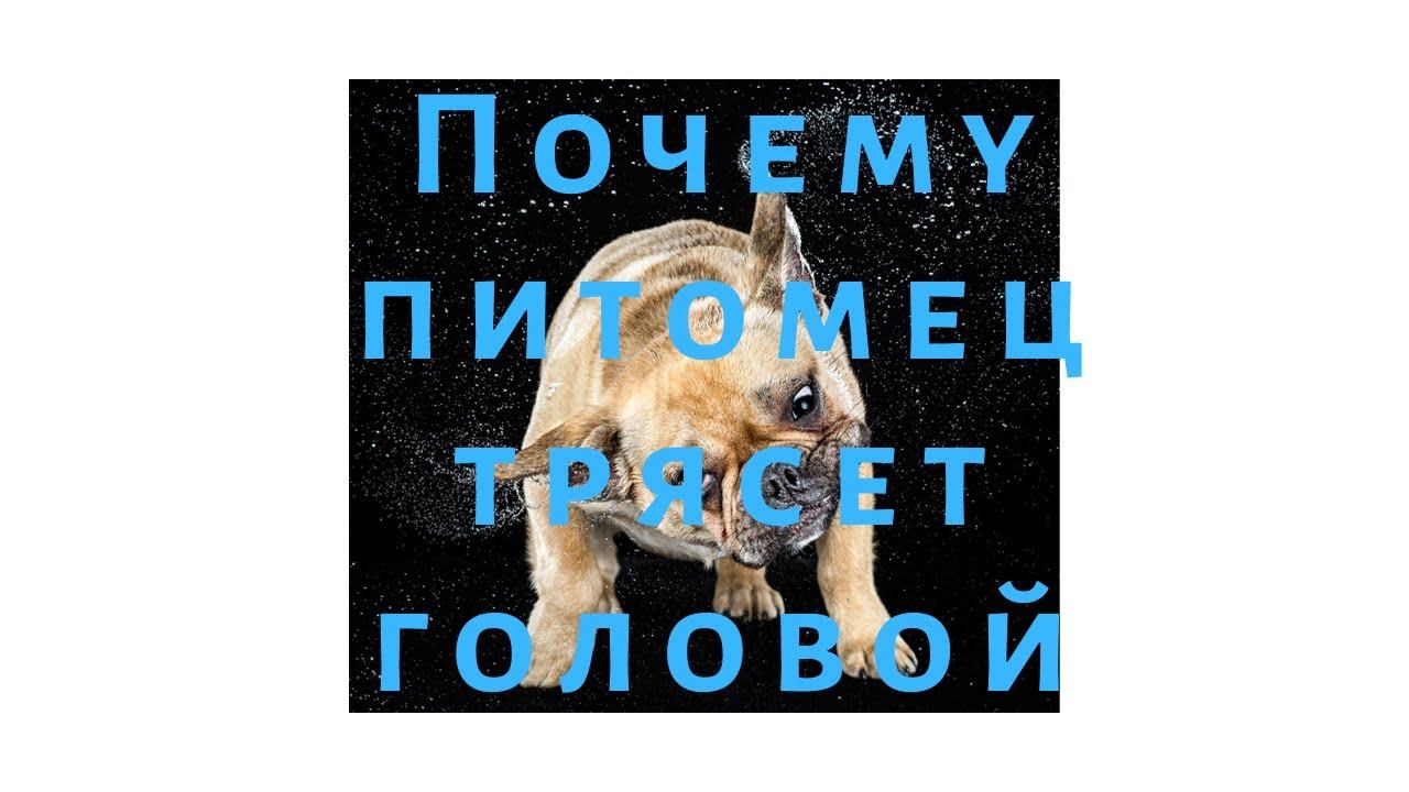 Почему кошка или собака чешет уши? Что это значит и что делать? смотреть онлайн