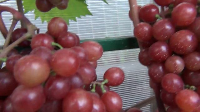 1000 БЛАГОДАРНОСТЕЙ !!! смотреть онлайн