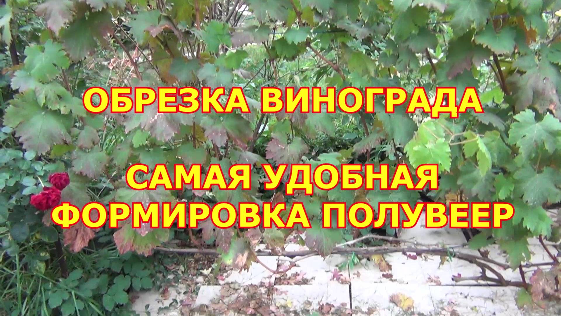 Обрезка винограда. Самая удобная формировка полувеер смотреть онлайн