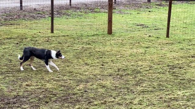 Martini Viv Lot 220 Farmers Mart Dolgellau Online Sale 2nd Febuary 2022