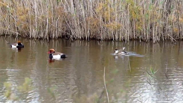 Red-crested pochard (Netta rufina) Φερεντίνι - Cyprus смотреть онлайн