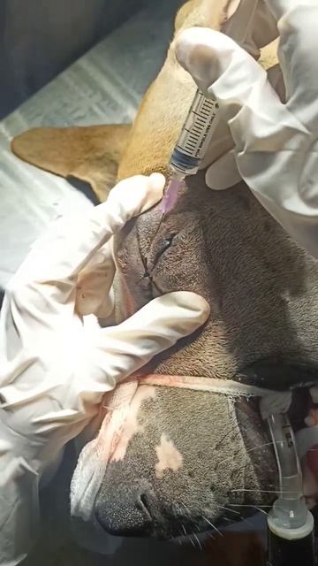 Sub-conjunctival injection in Dog after tarsorrhaphy смотреть онлайн