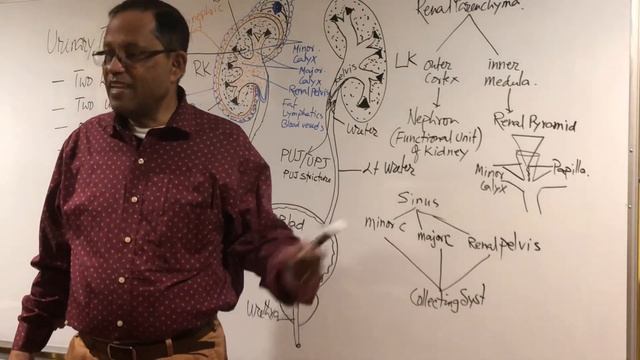 RENAL ULTRASOUND LECTURES ANATOMY AND PHYSIOLOGY FOR THE SONOGRAPHERS смотреть онлайн