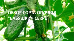 Обзор огурцов сорта "Бабушкин секрет," ранний перец   "Винни-пух" .