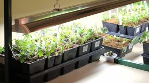 ОСВЕЩЕНИЕ ДЛЯ РАССАДЫ В ДОМАШНИХ УСЛОВИЯХ