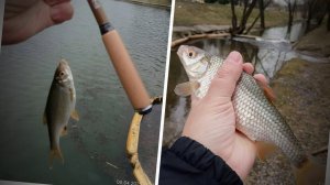 Танаго в парке рядом с домом