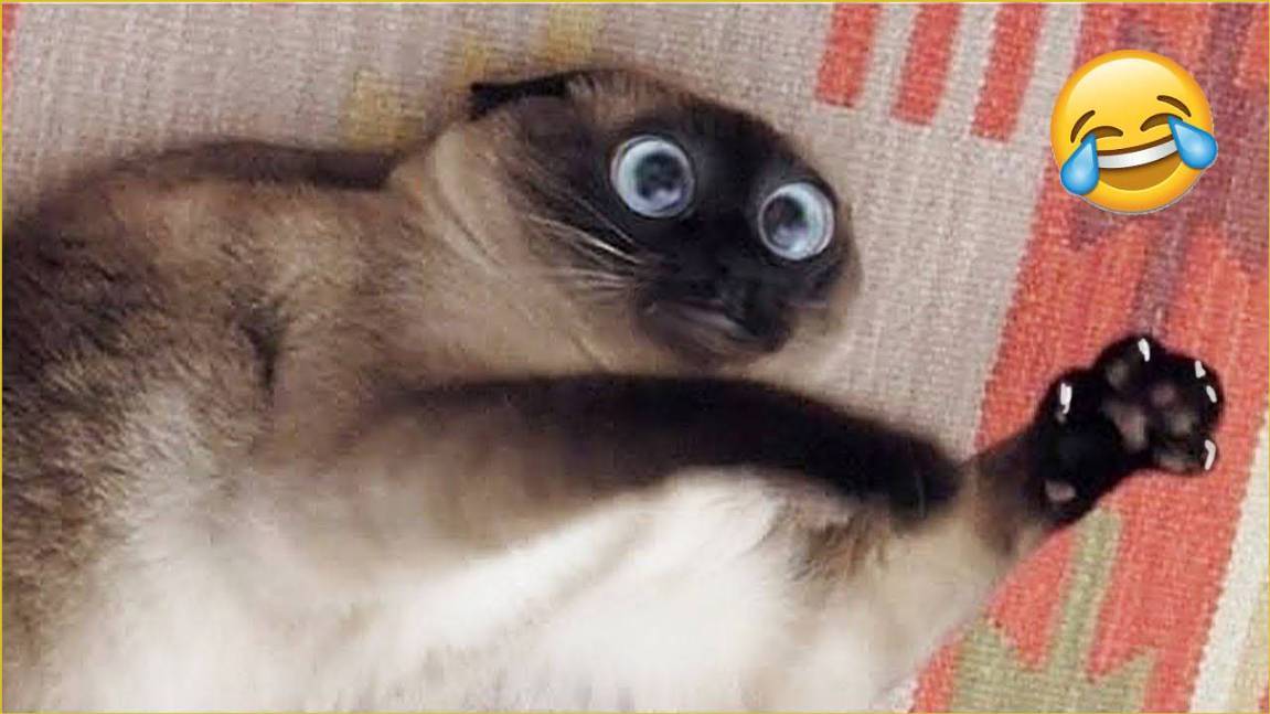 Если Ты засмеешься, ты проиграешь 🤣 Самые смешные собаки и кошки 😹🐶 смотреть онлайн