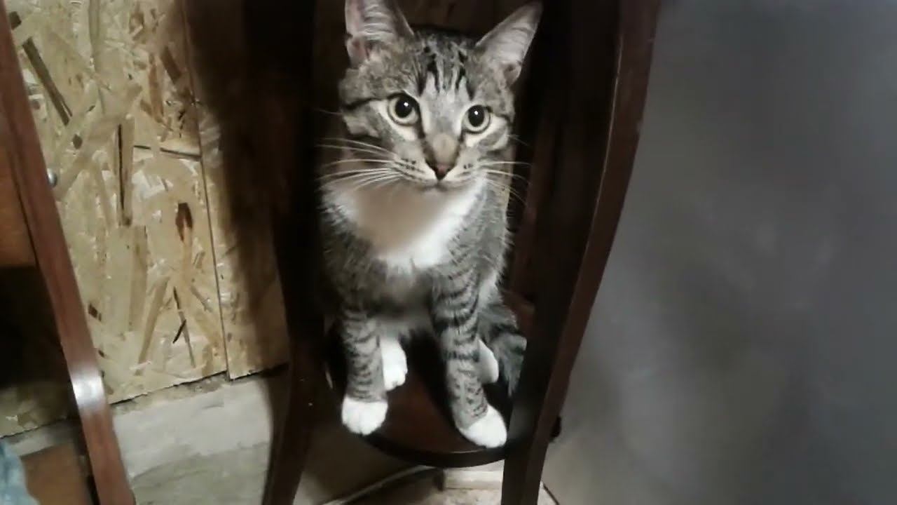 Чем бы кот не тешился лишь бы не #cats #самоизоляция #коты #котики #смешныеживотные #funnyanimals
