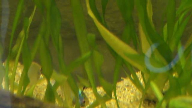 Ramirezi Electric Blu Scavi In Corso смотреть онлайн