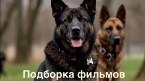 Что посмотреть.Подборка фильмов про собак.