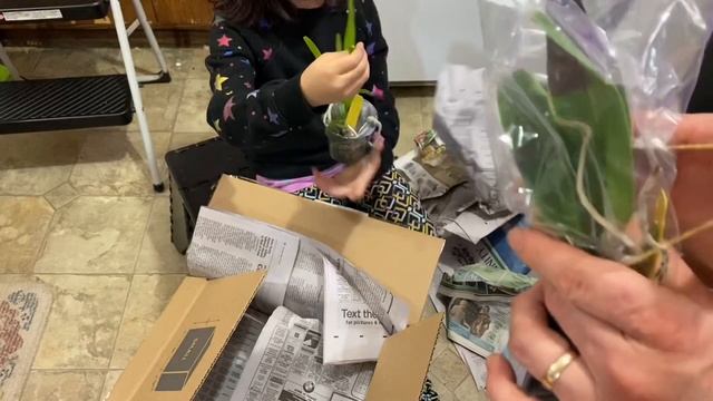 Unboxing Carmela Orchid 2 specials in one! (Filmed on 12/11/19) смотреть онлайн