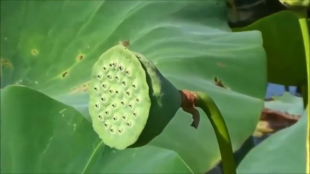 MATTWOMAN AMERICAN LOTUS BLOSSOMS 7 31 16 смотреть онлайн