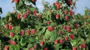 Саженец штамбовой малины Сказка к концу лета. Формирование штамбовой малины.