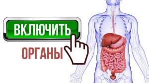 ВКЛЮЧИТЬ ОРГАНЫ ПИЩЕВАРЕНИЯ • Желчный пузырь, печень, желудок, кишечник, поджелудочную