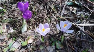 Первоцветы.