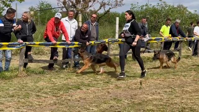 ЮНИОРЫ СУКИ 2, суд. Scheerer Дирк | моно немецких овчарок Неаполь 06/04/2025