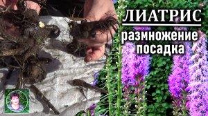 Как размножать лиатрис  Выкапываю  Разделяю на клубни и вновь сажаю на новое место