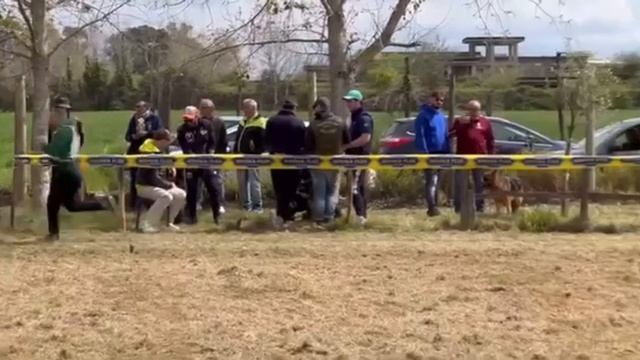 ЮНИОРЫ СУКИ Д-Ш, суд. Scheerer Дирк | моно немецких овчарок Неаполь 06/04/2025