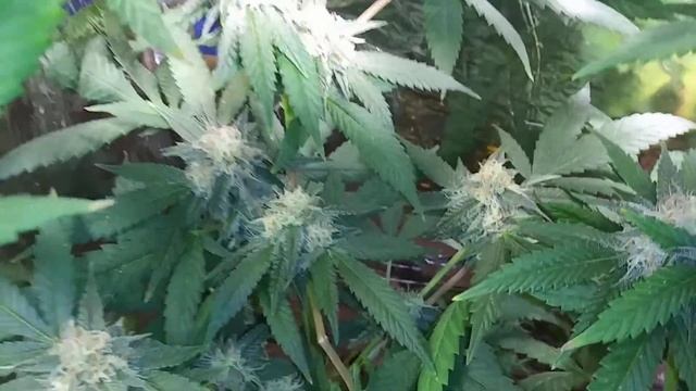 Pure Haze 6 Weeks In Flower! Fruit Punch 3 Weeks!!! 👊 🔥 смотреть онлайн