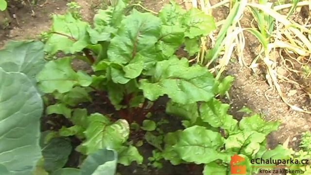 Jak pěstovat červenou řepu ze semen. Beta vulgaris смотреть онлайн