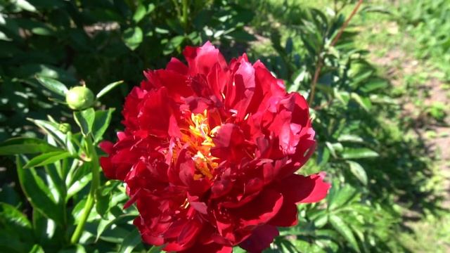 Пион  Фаворит ( Favorite)  В.Ф. Горобец 2009