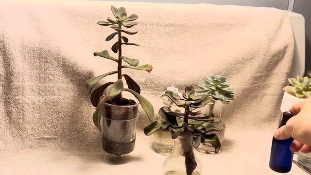 Where Are They Now? (Ghosty, Echeverias….WC And Semi Hydro Maintenance) смотреть онлайн